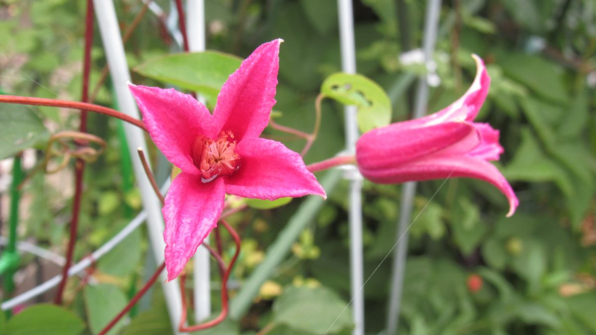 雨の合間の花撮影