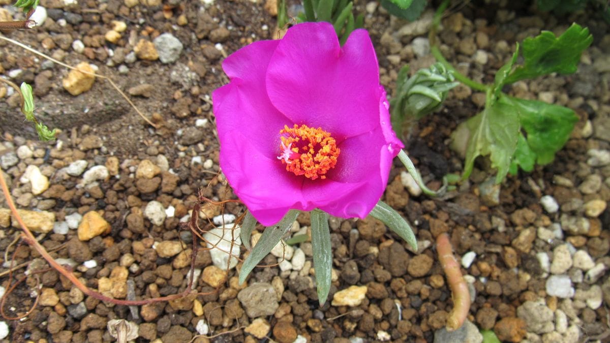 雨の合間の花撮影