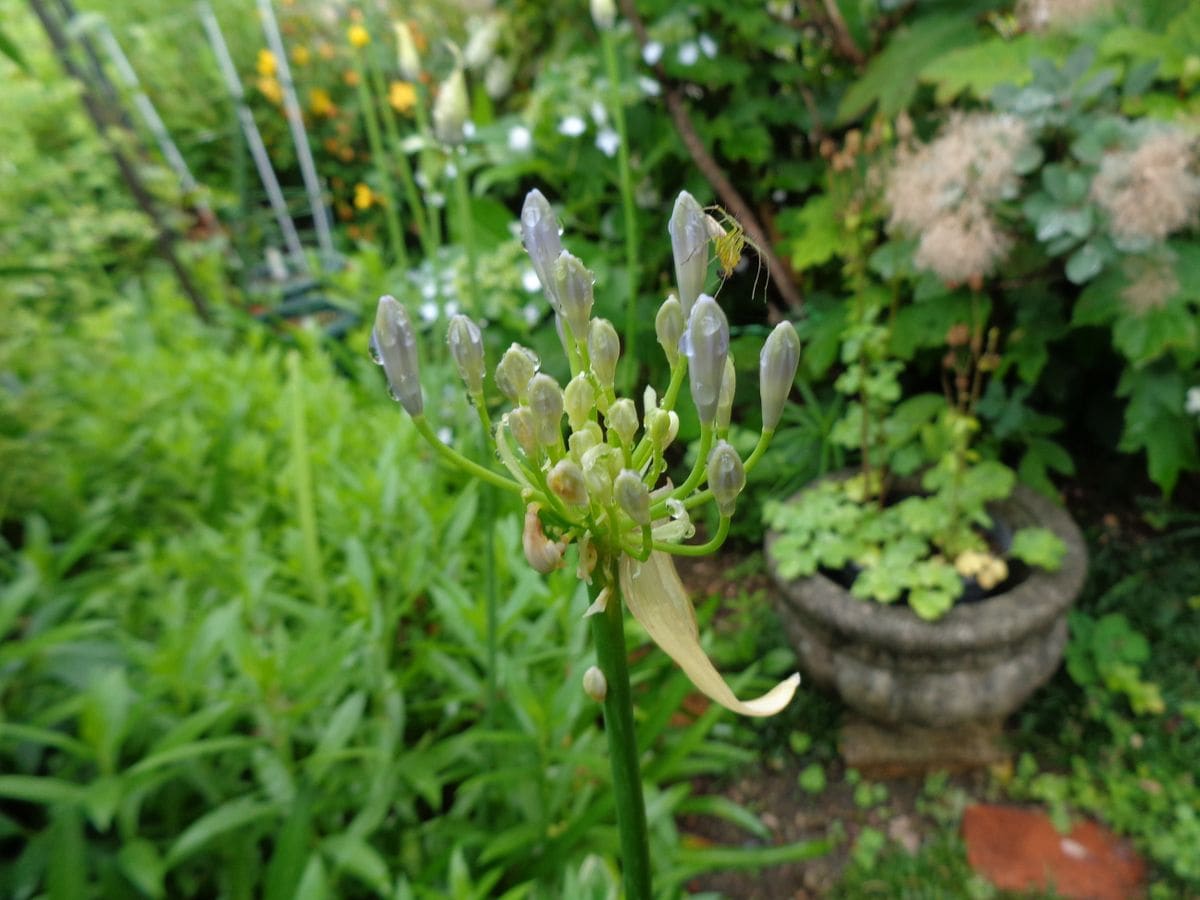 雨が似合う花？