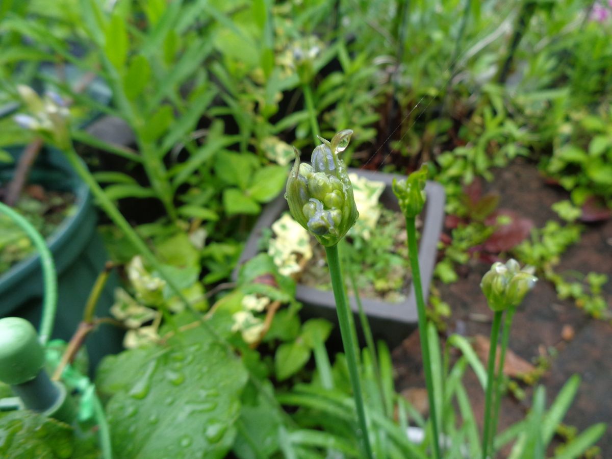 雨が似合う花？