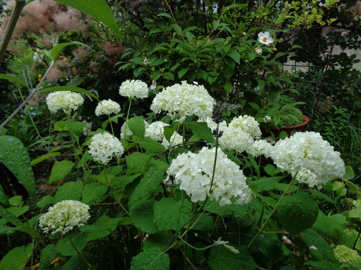 雨が似合う花？