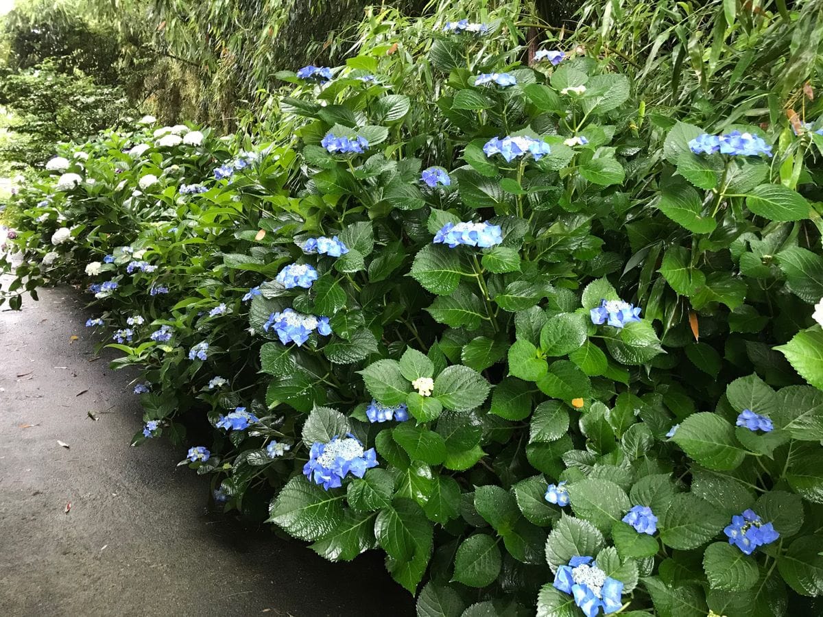 雨に紫陽花