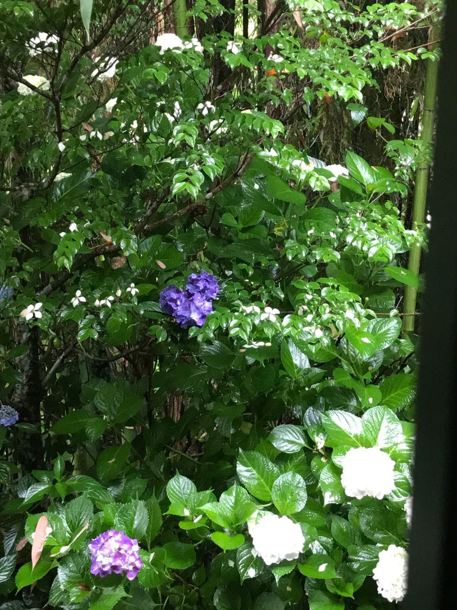 雨に紫陽花