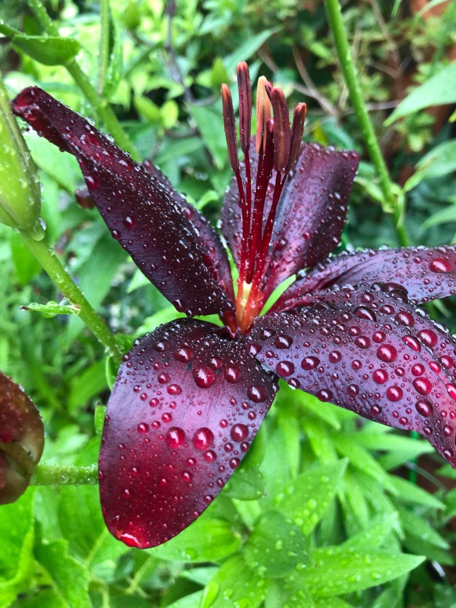 スカシユリブラックの開花