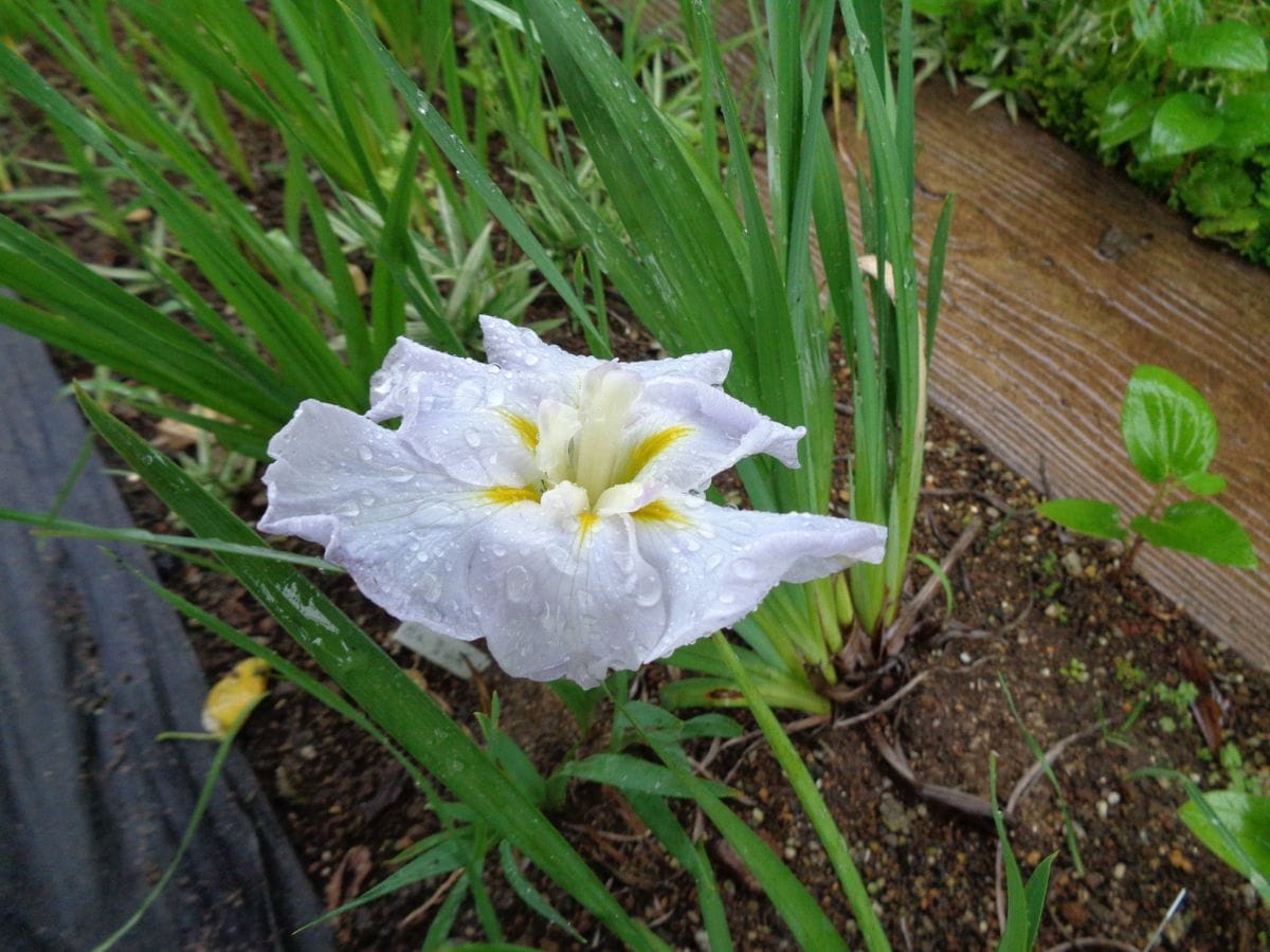 雨の庭から。。。①