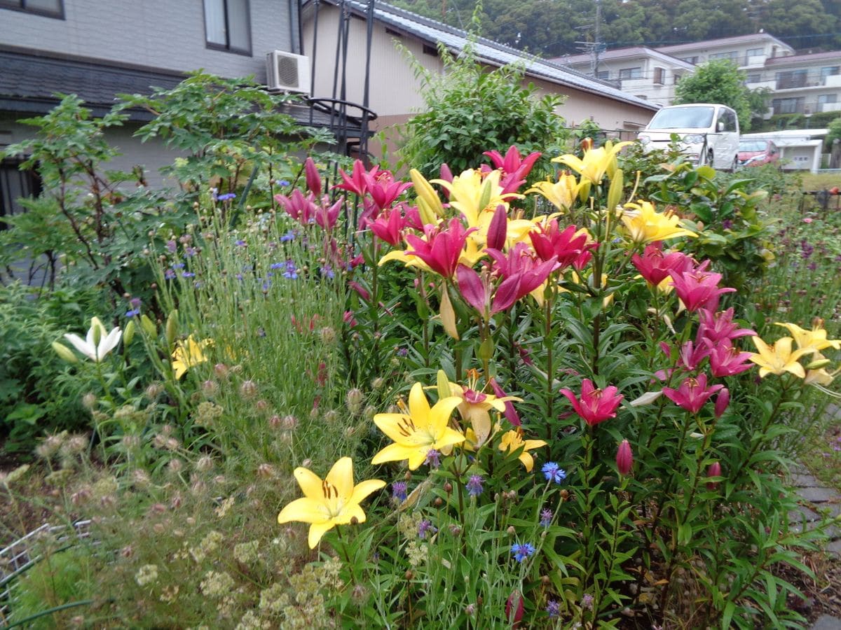 雨の庭から。。。①