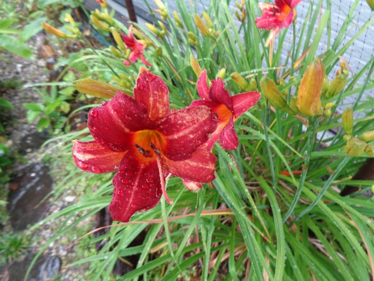 雨の庭から。。。②