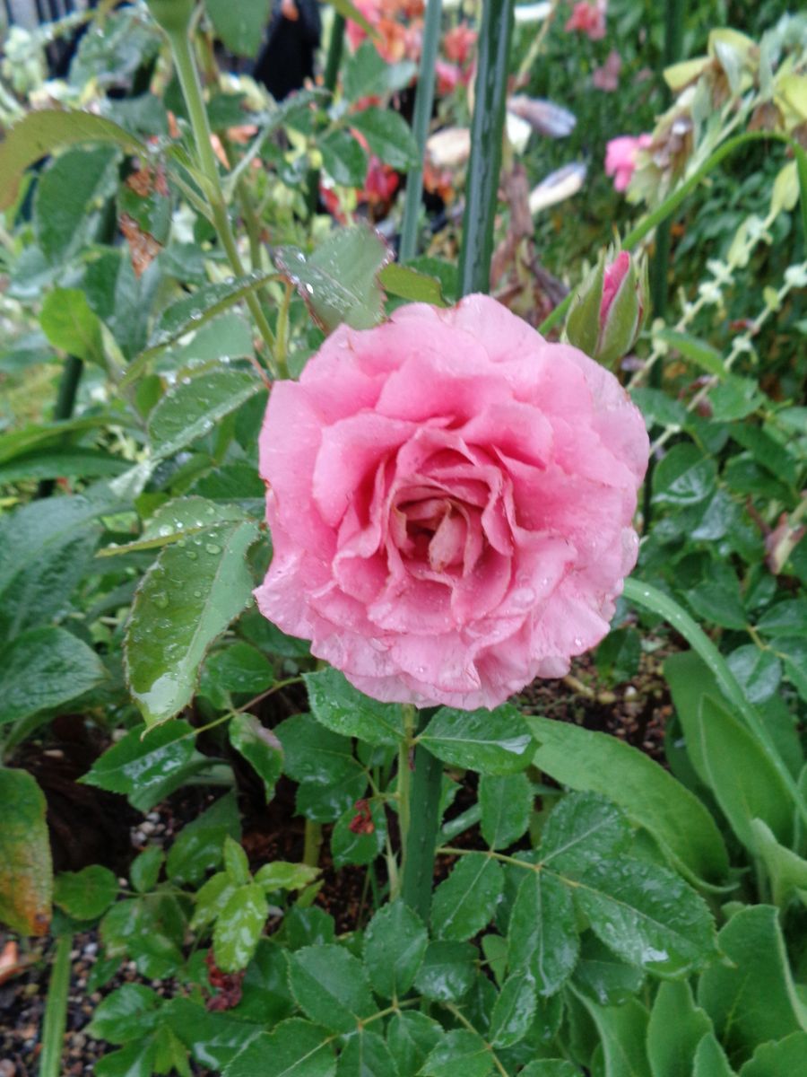 雨の庭から。。。②