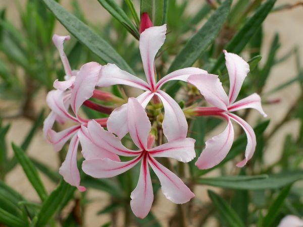 残りは多肉のお花