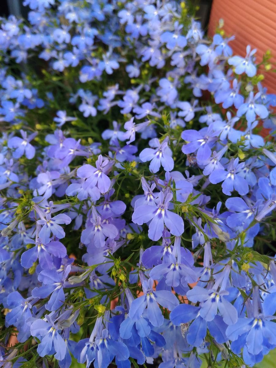 我が家の花🌼