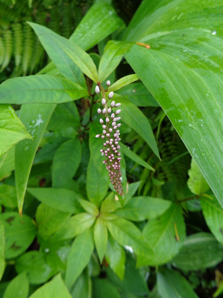 雨間のいろいろ(^^)