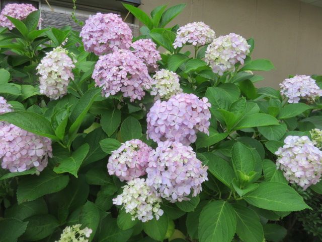 紫陽花は雨がお似合い