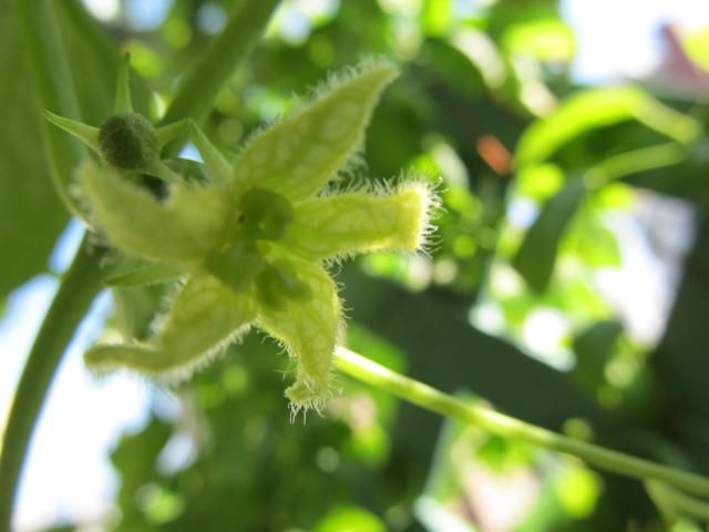 やった～オキナワスズメウリ雄花が咲く