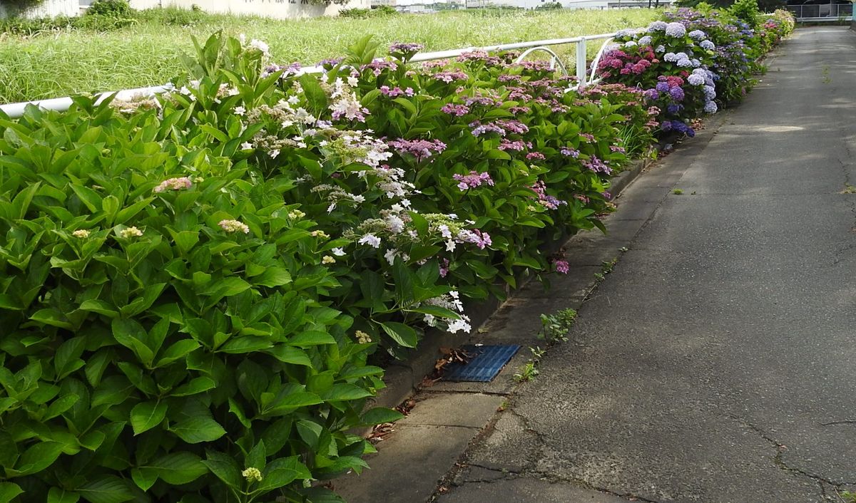 公園の紫陽花道路