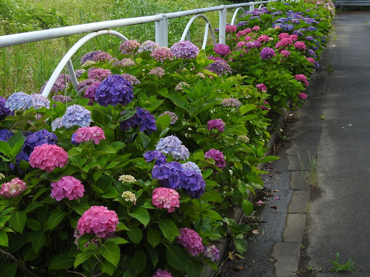 公園の紫陽花道路