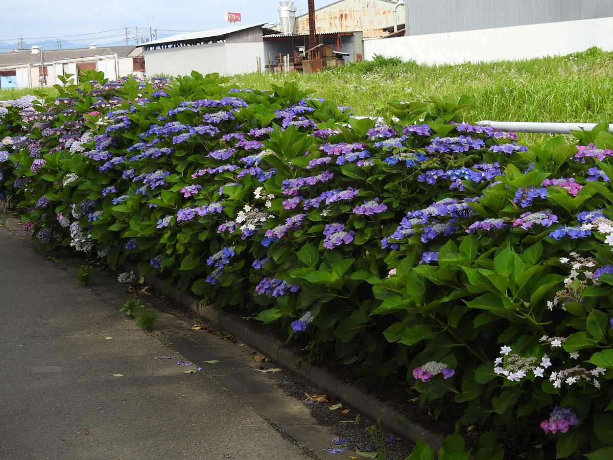 公園の紫陽花道路