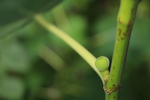 ミニトマトなど