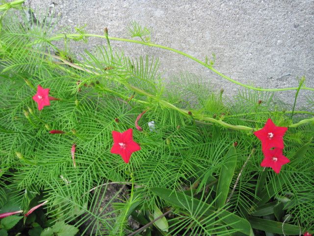 境界線に咲く花