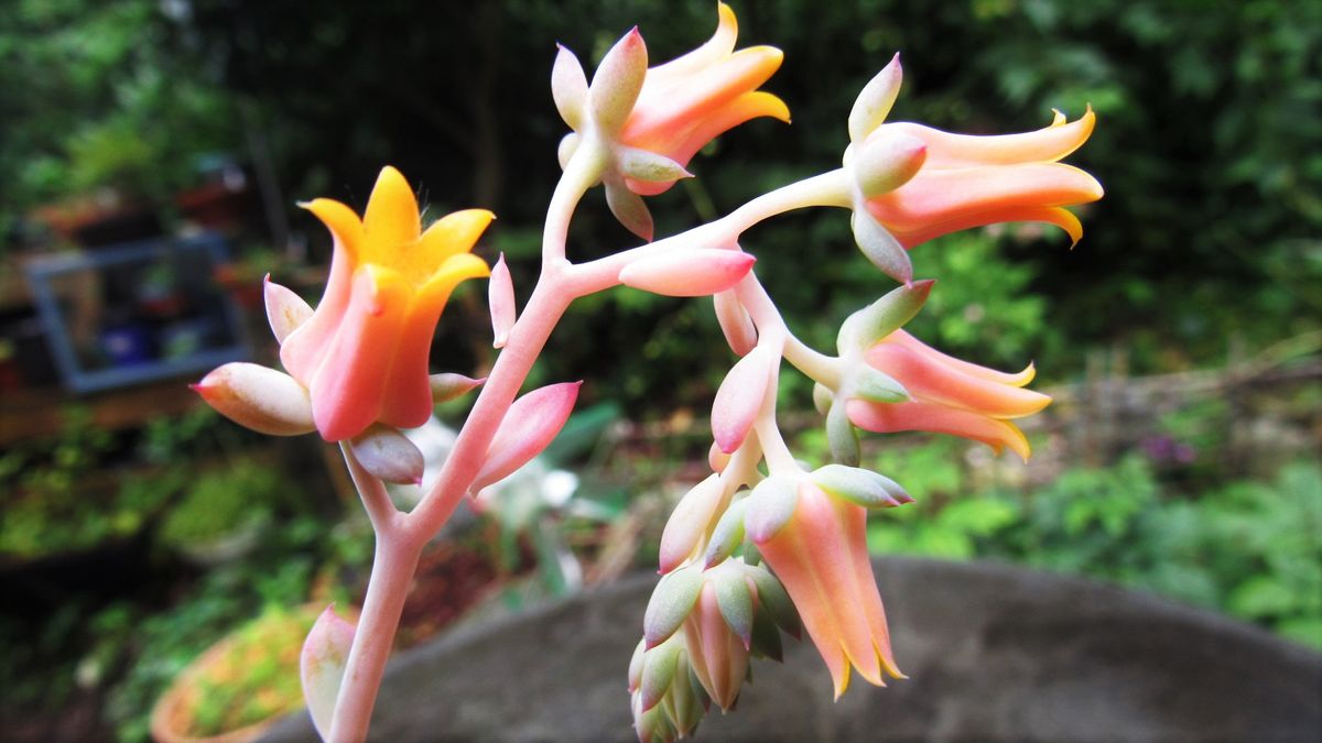 多肉の花と植替え