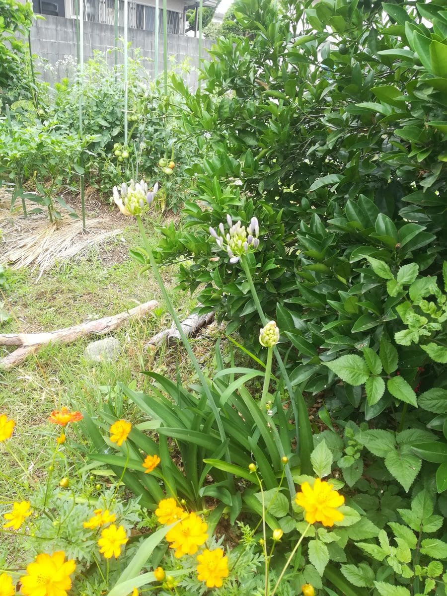 雨の隙間に咲く黄花コスモス