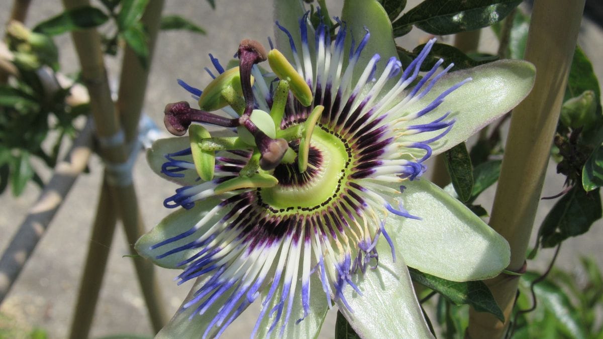 今朝の花-トケイソウ