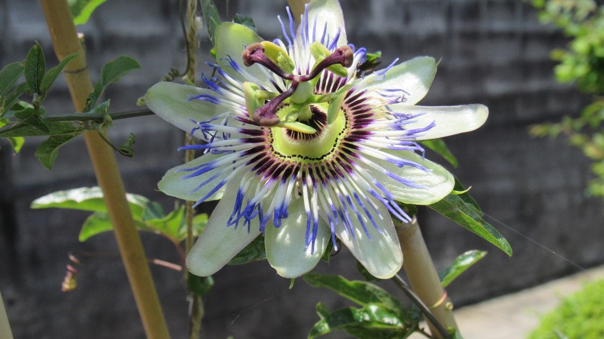 今朝の花-トケイソウ