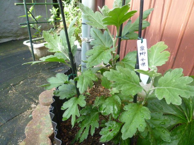 地植え菊