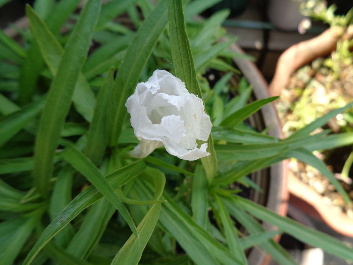 あれれ？のお花たち