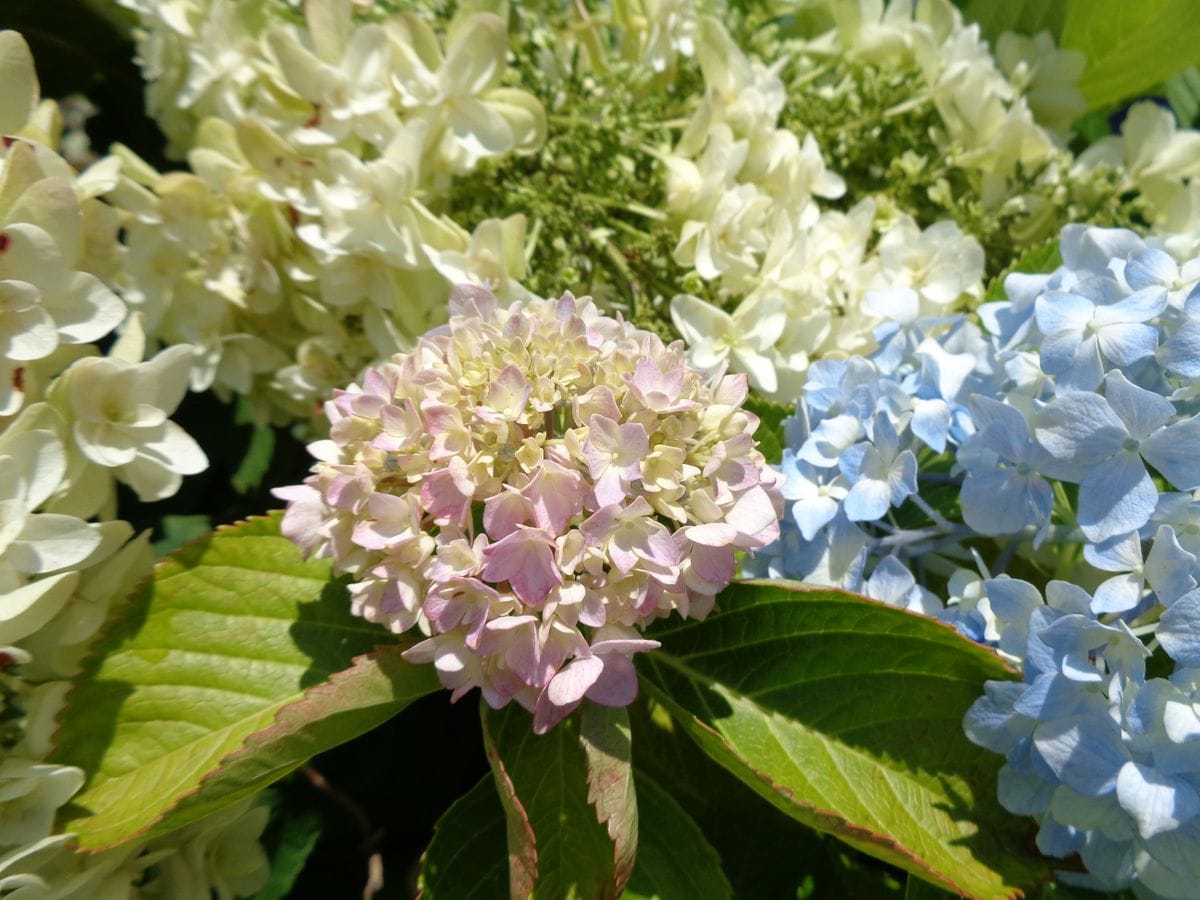 あれれ？のお花たち