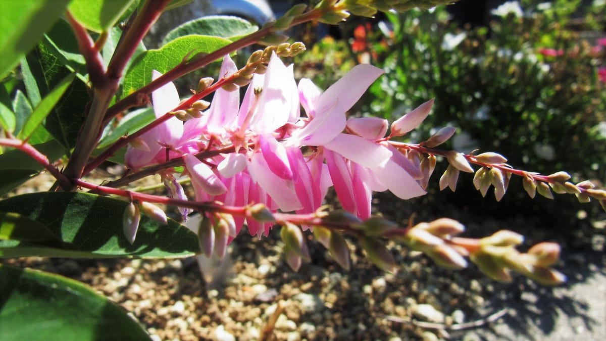 今朝の花-庭藤-桔梗