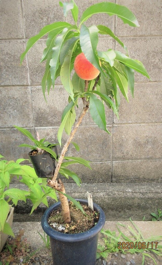 ピーチザボンナ♡桃の木、鉢付き♡