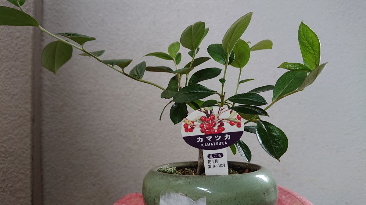 植付け、植替え