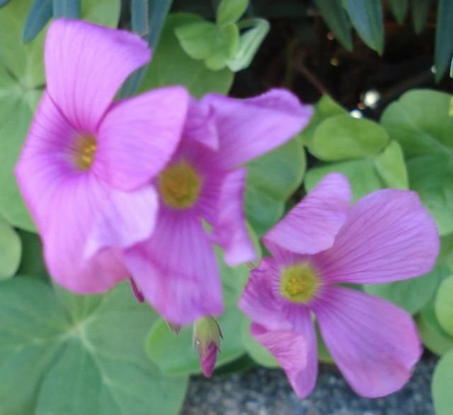 教えて、この花なあに