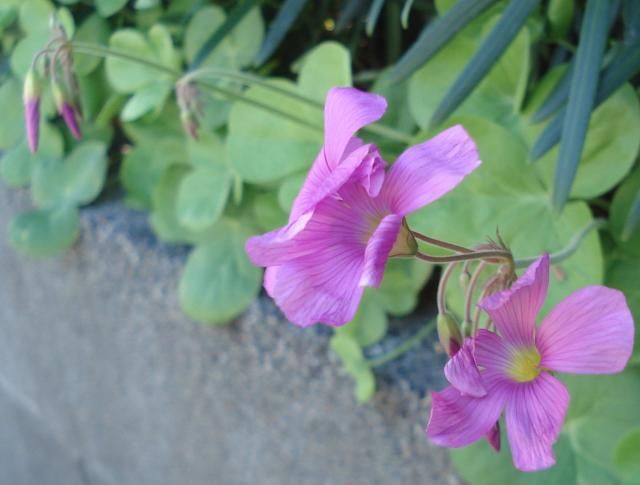 教えて、この花なあに