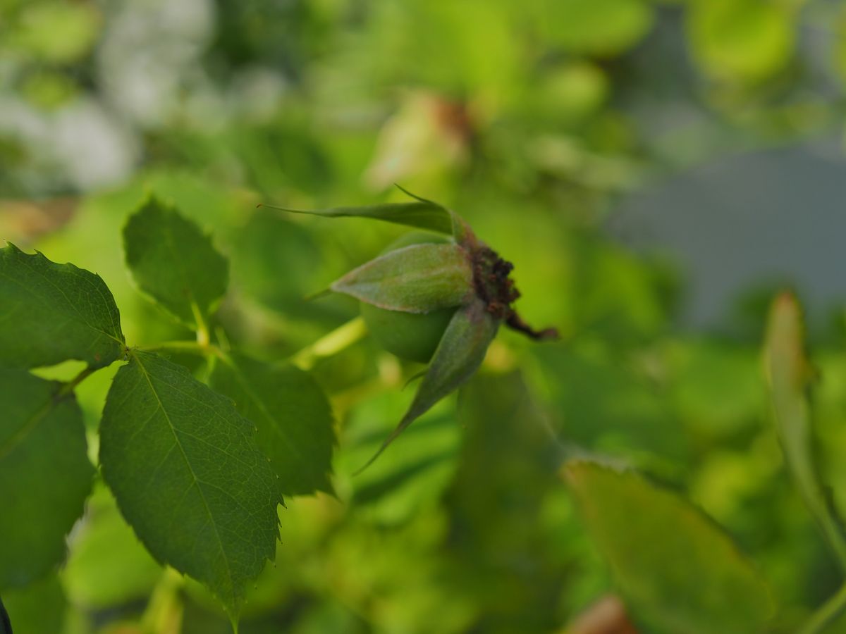 夏に頼り？