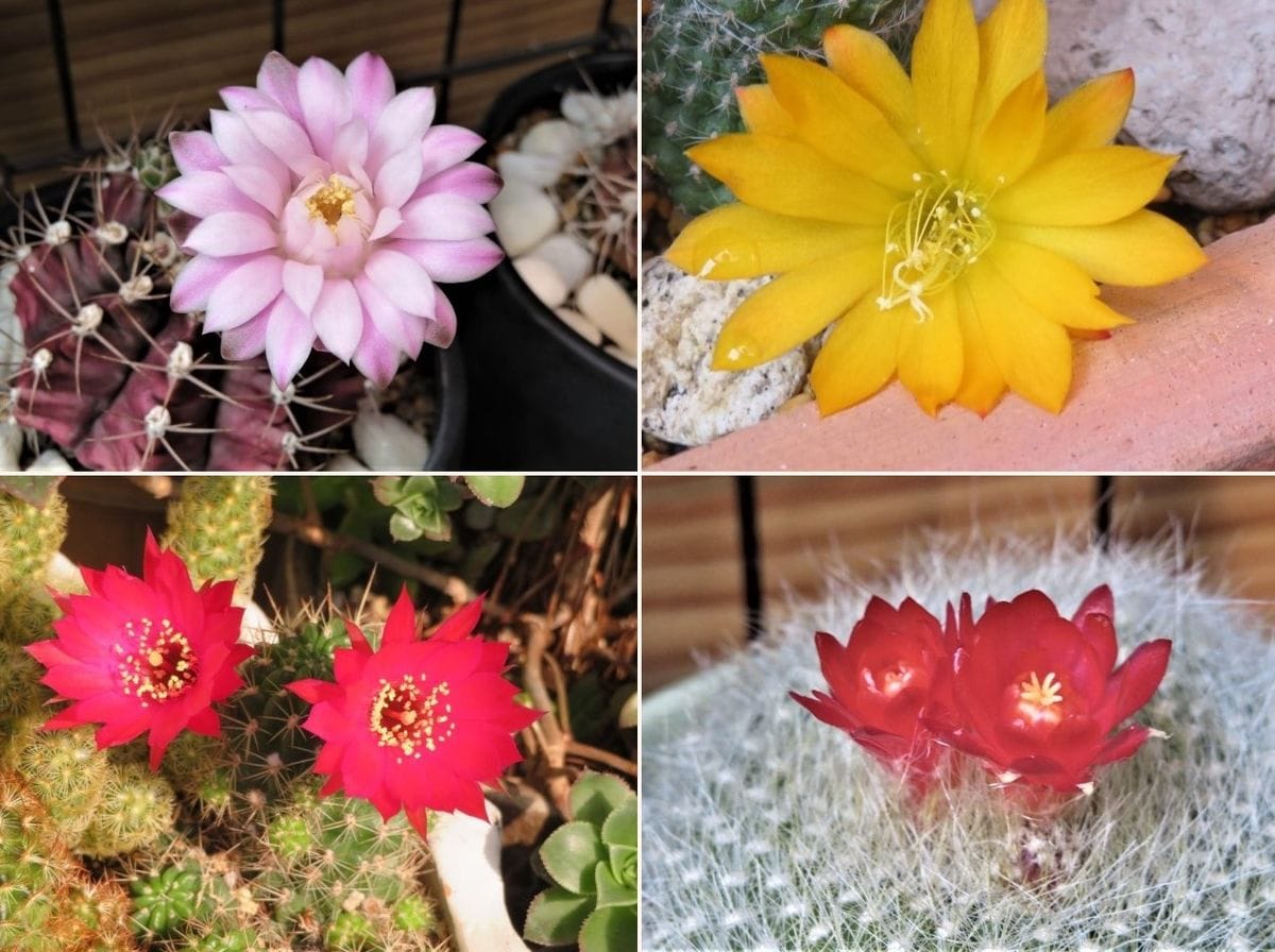 この春咲いた🌵サボテンの花🌵