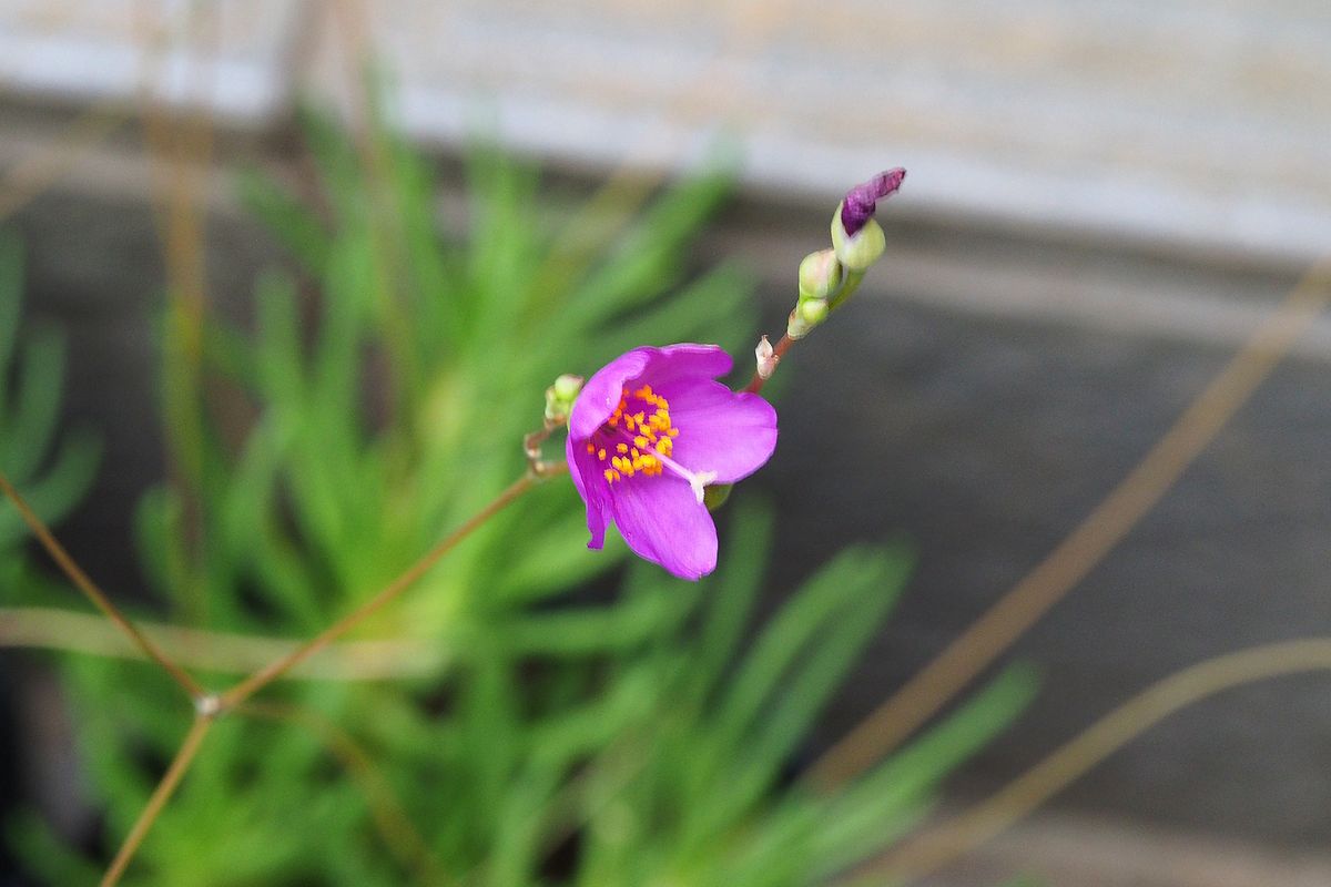 草花火