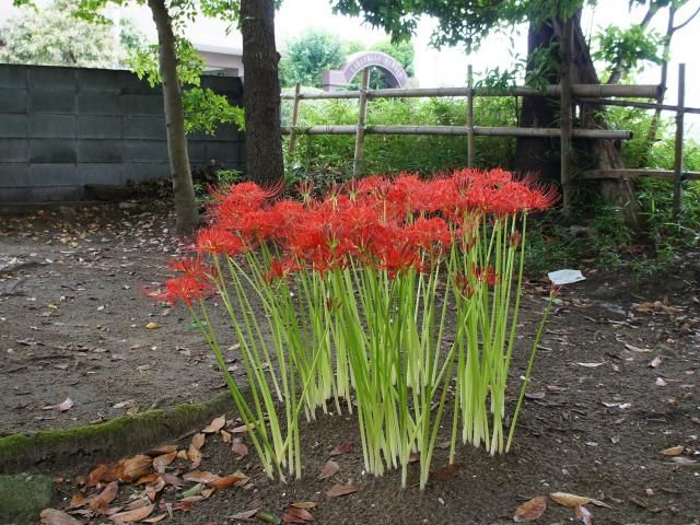 神社のヒガンバナ見てきました。