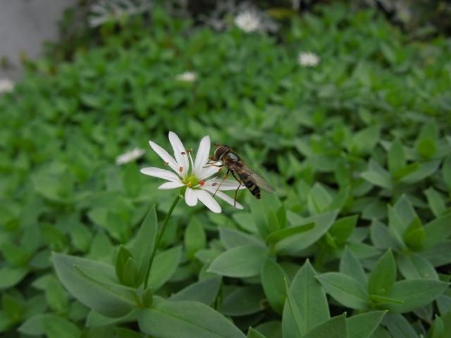 花写真