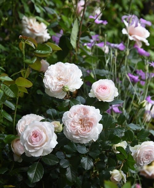 5月に庭で咲いた花