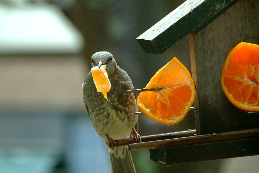 Small talk(野鳥編は今日で終わります)