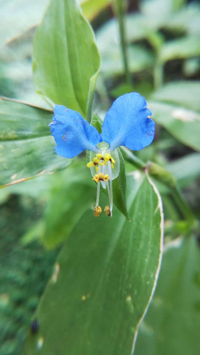 ツユクサ　開花