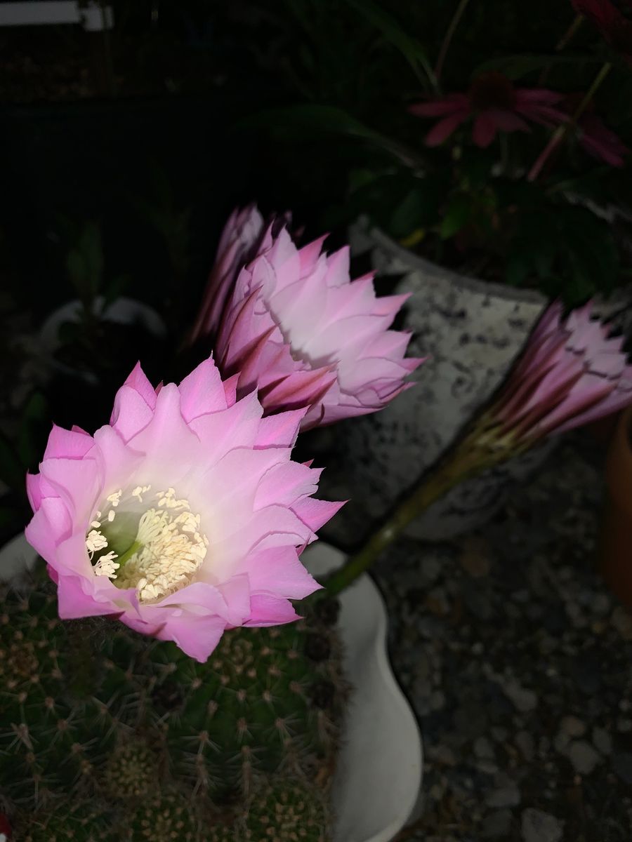 今日は特別な日　サボテン開花