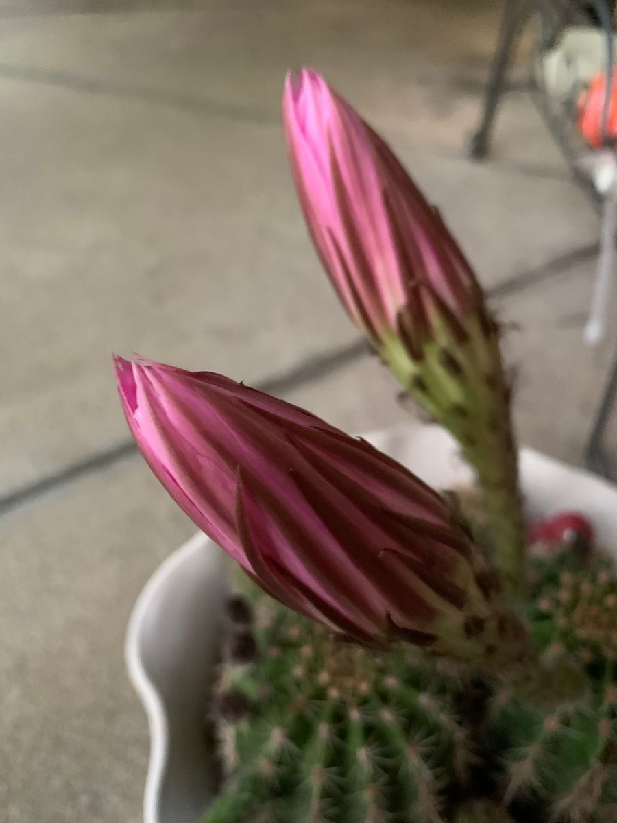 今日は特別な日　サボテン開花