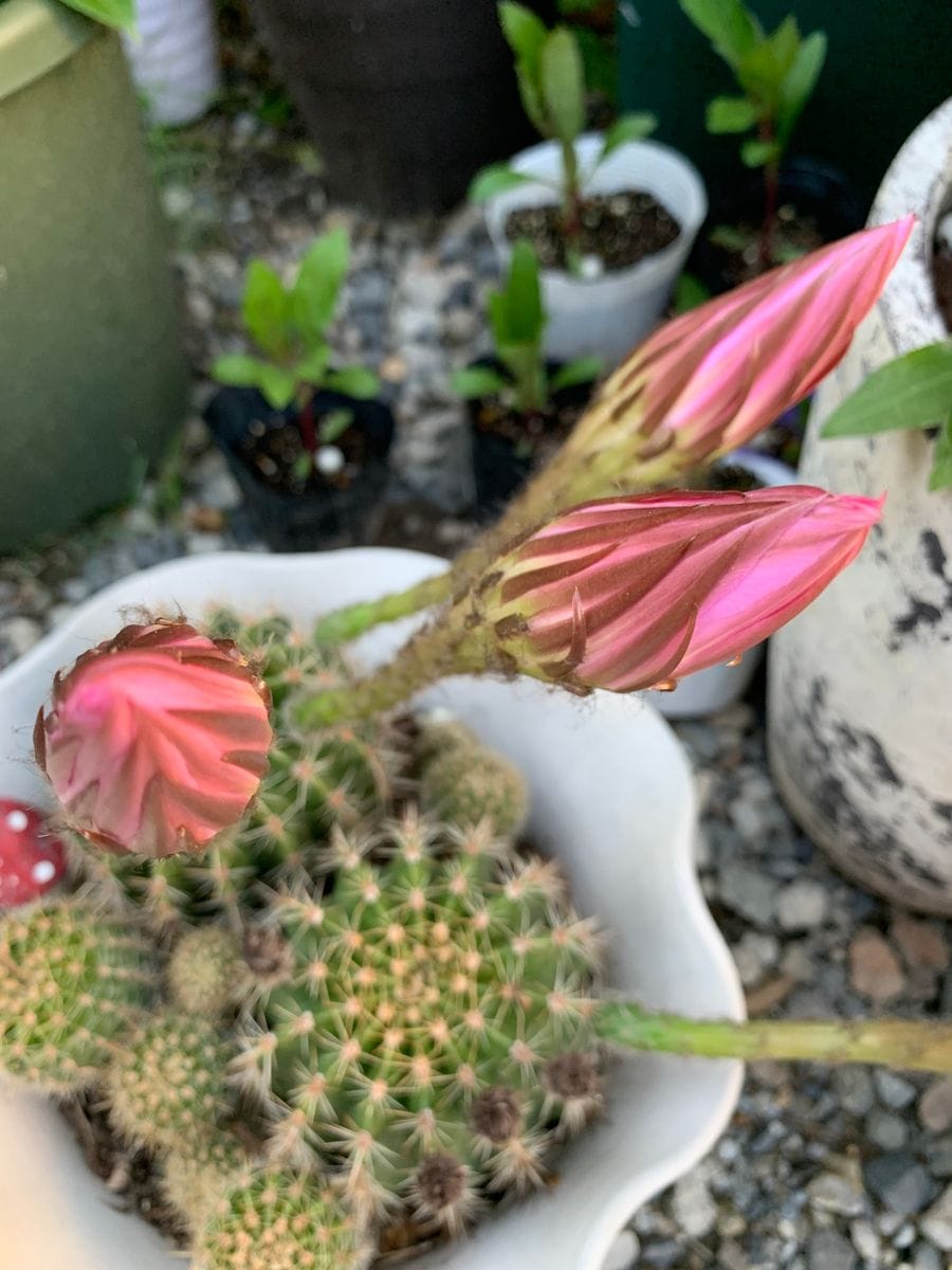 今日は特別な日　サボテン開花