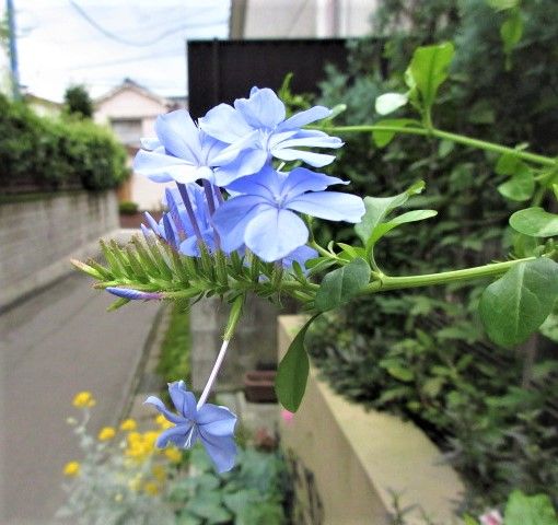 夏に元気なルリマツリ咲いてきました。　うれしいような？今年はどうしようかな？