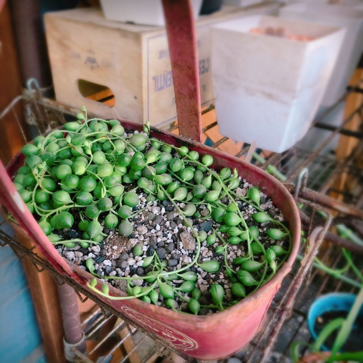 グリーンネックレス　植え替え