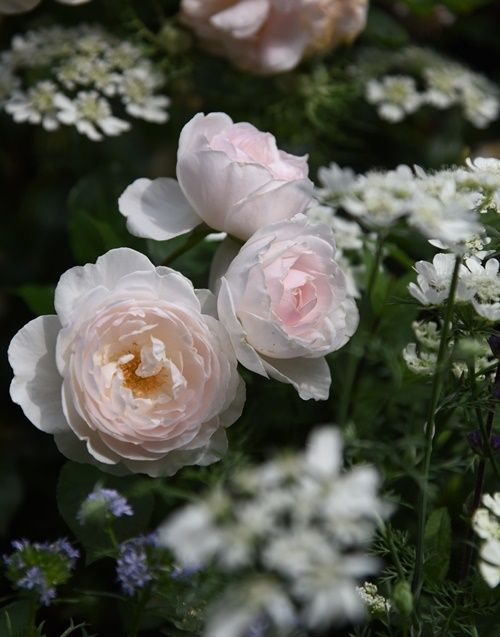 5月に庭で咲いた花