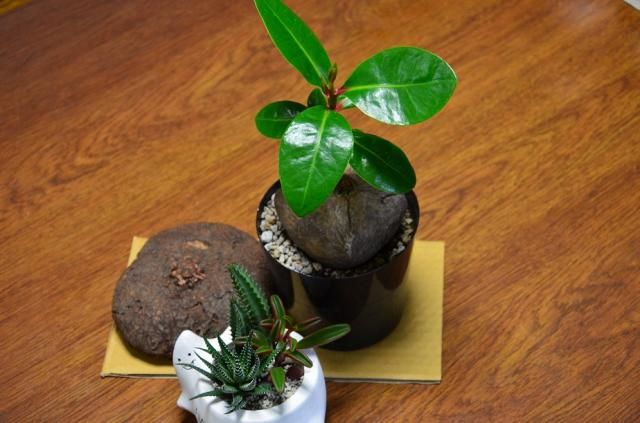 最近の我が家の植物から