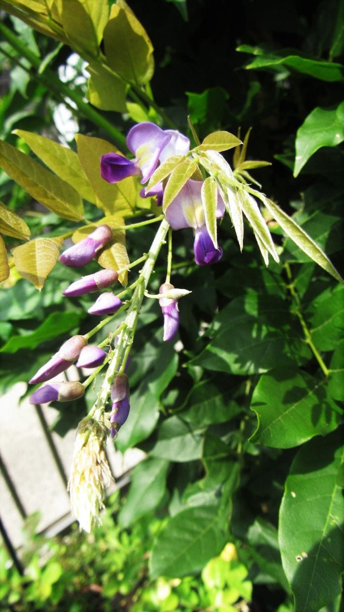 今朝の花-茉莉花-藤-額紫陽花